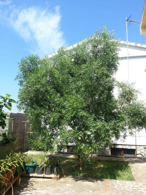 Maslina Apartamento *